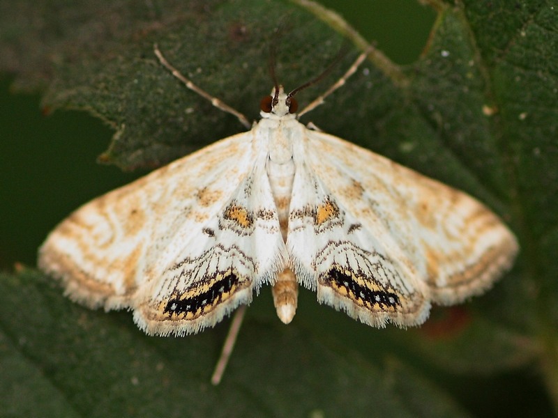 Cataclysta lemnata